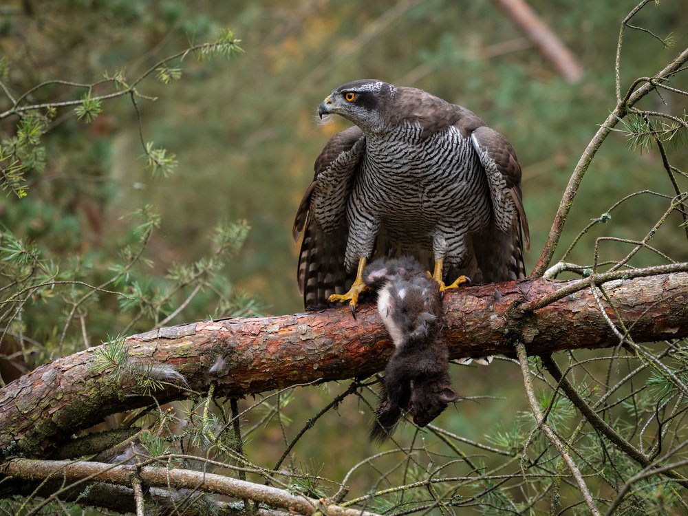 Photograph by Daniel Donaták