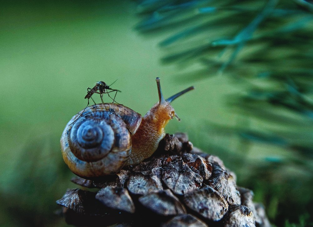 Photograph by Ольга Цветкова