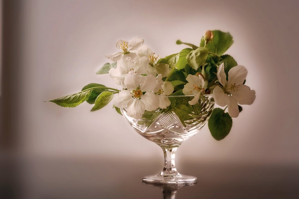 Яблоня в цвету