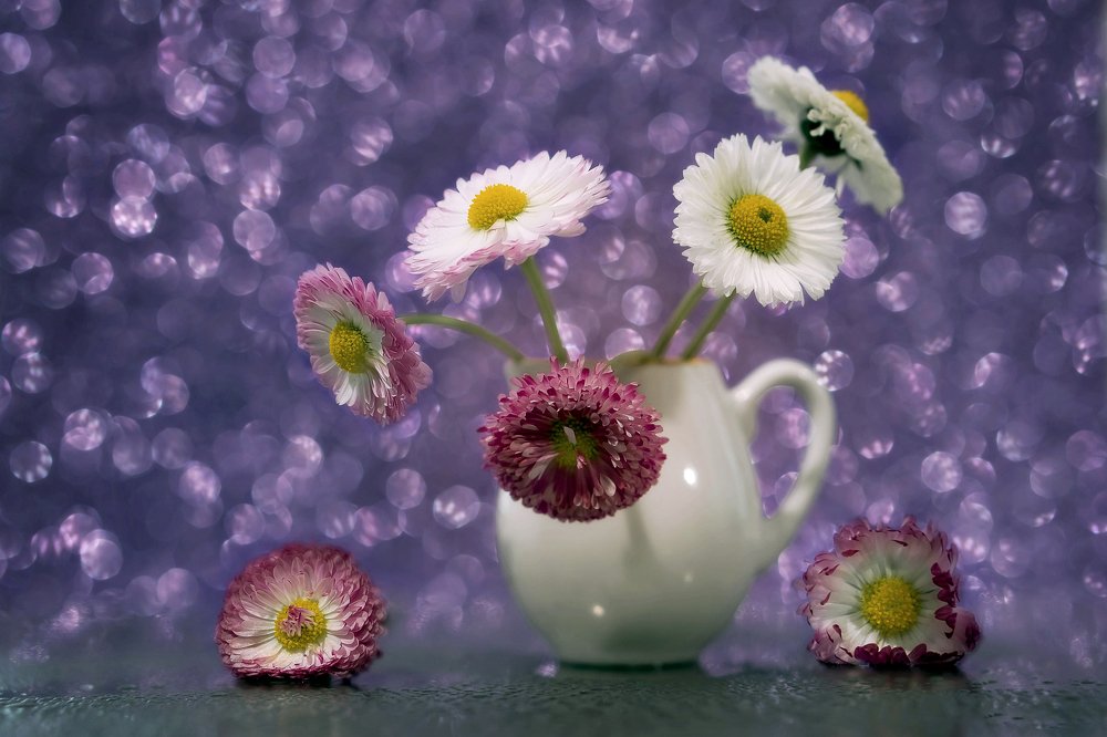 Маргаритки