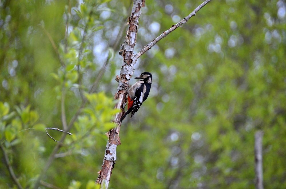 Photograph by Николай Соколовский