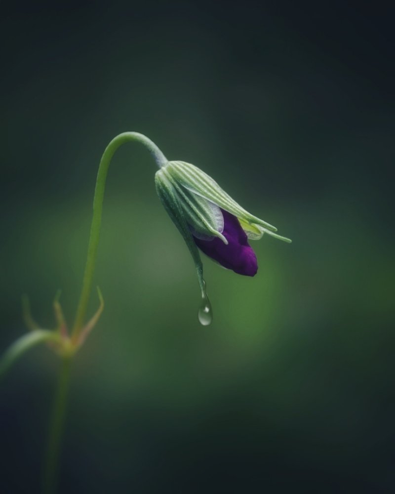 Photograph by Максим Лапин