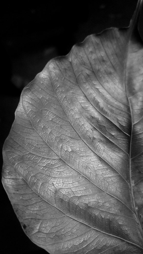 Photograph by Bhavika Saini