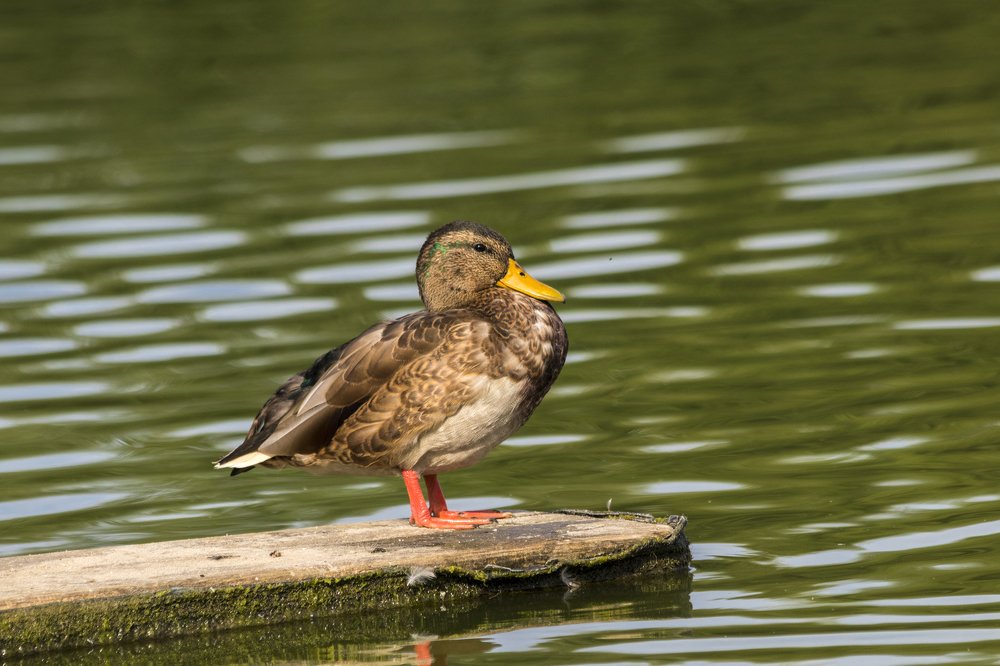 Photograph by Дмитрий Тимин