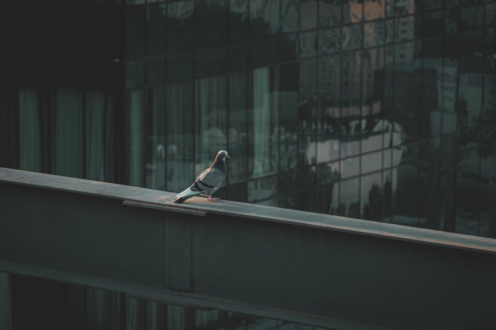 Photograph by Александр Лисенков