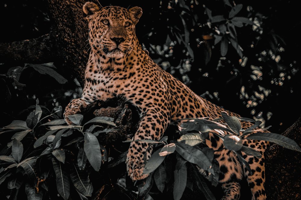 Leopard Of the Jungle