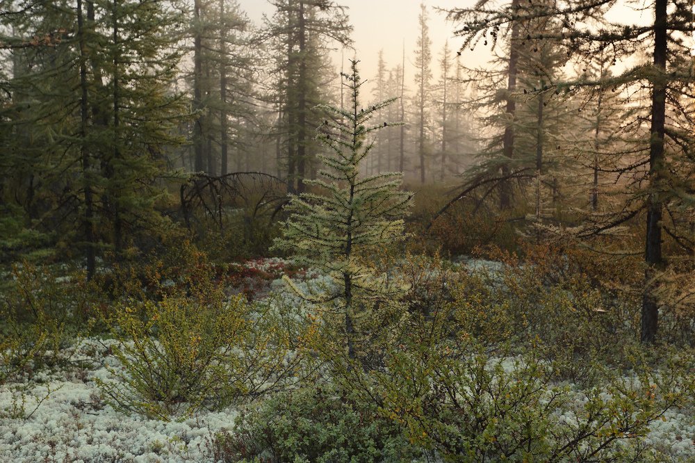 Маленькой ёлочке...