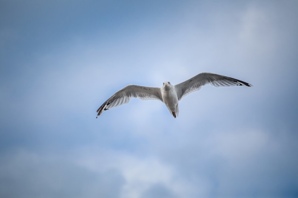 Photograph by Светлана Воскресенская