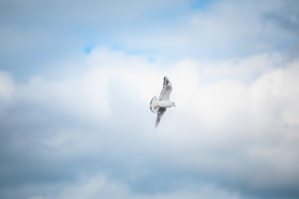 Photograph by Светлана Воскресенская