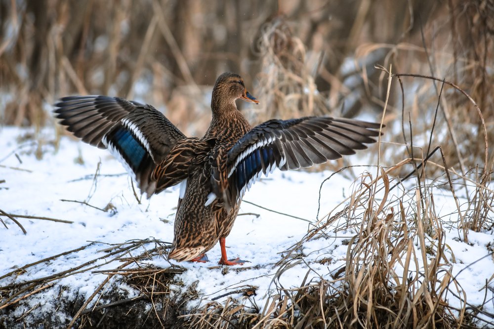 Photograph by Светлана Воскресенская