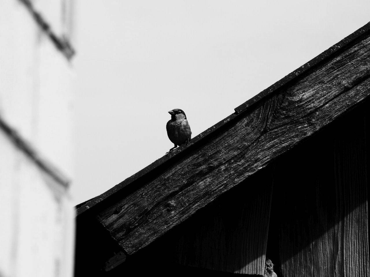Photo #4941578