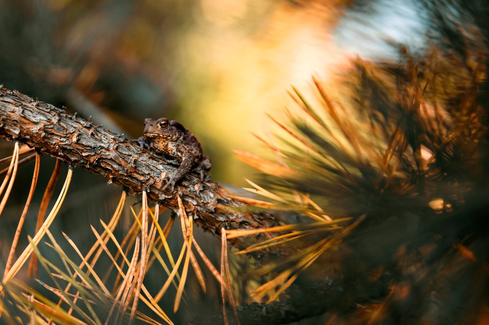 Photograph by Ольга Цветкова