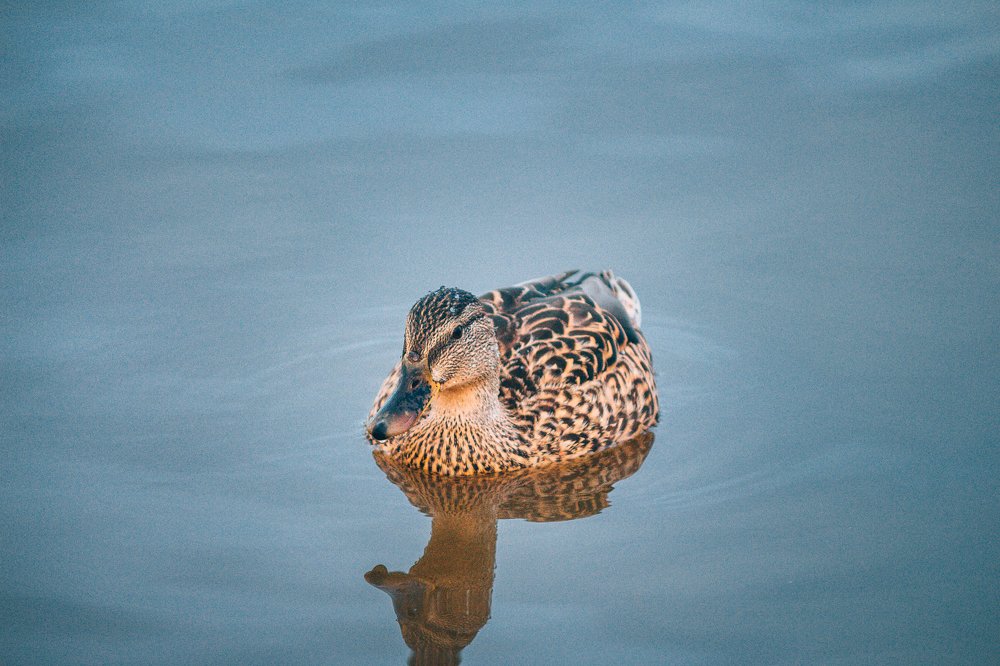 Photograph by Мария Паина