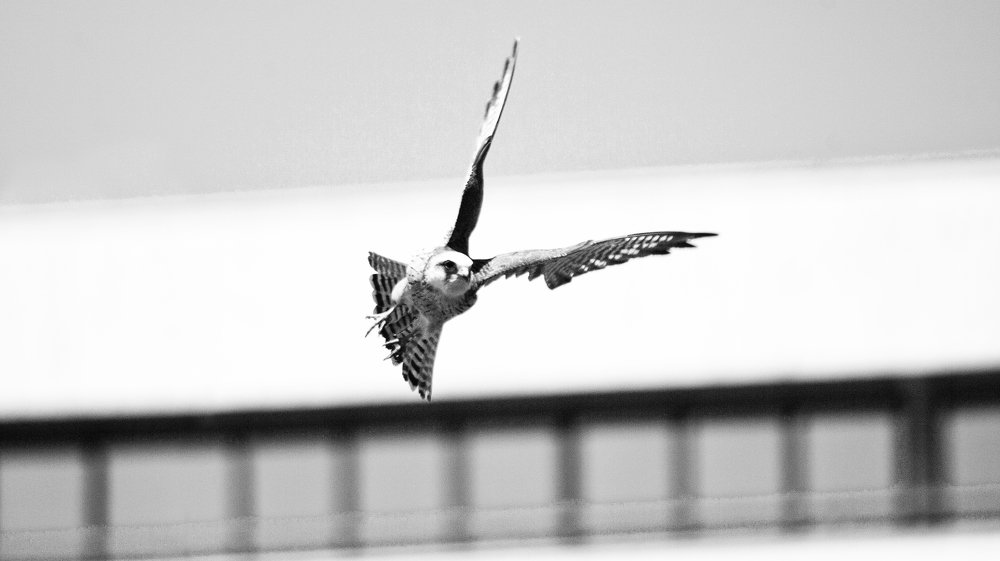 Photograph by Роман Приходько