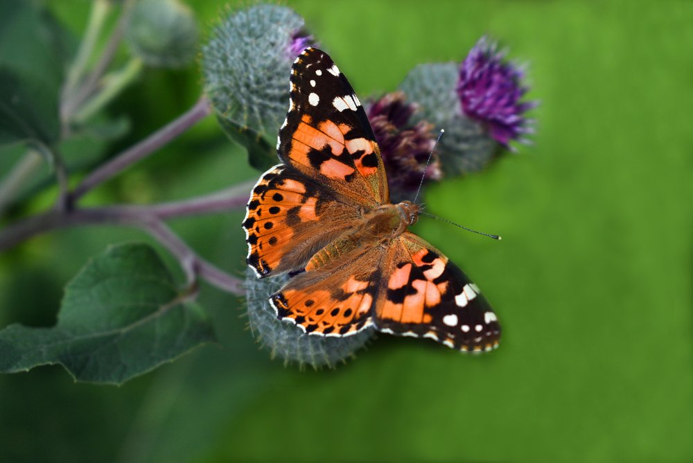 Photograph by Алина Куприянова