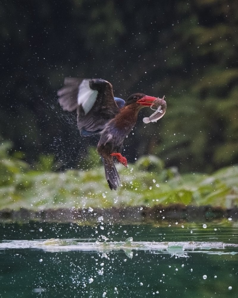 Фотография автора Susanty Tan