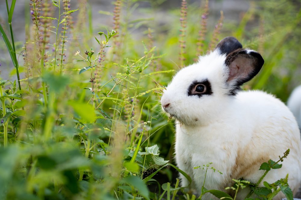 Photograph by Faiz Asali