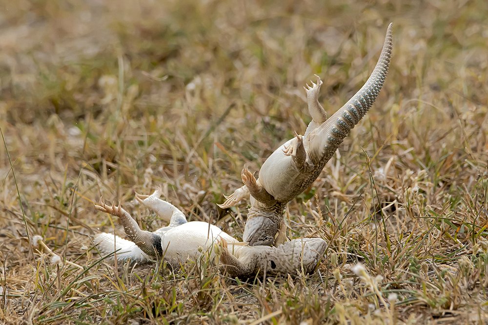 Photograph by Mrinal Sen