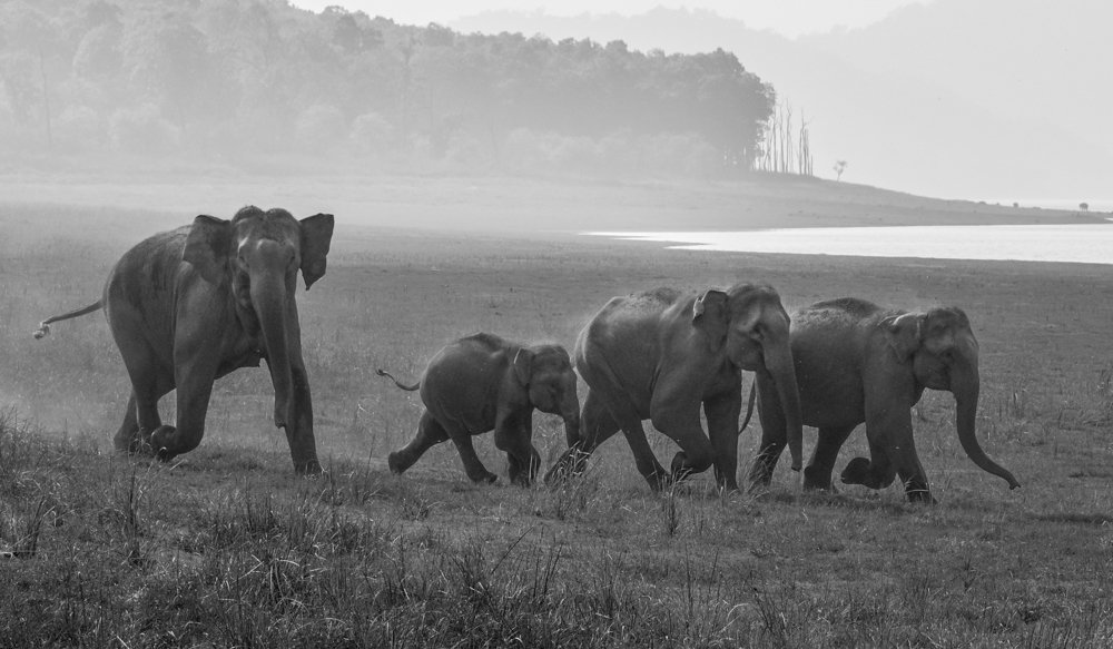 Photograph by Pramathesh Saha