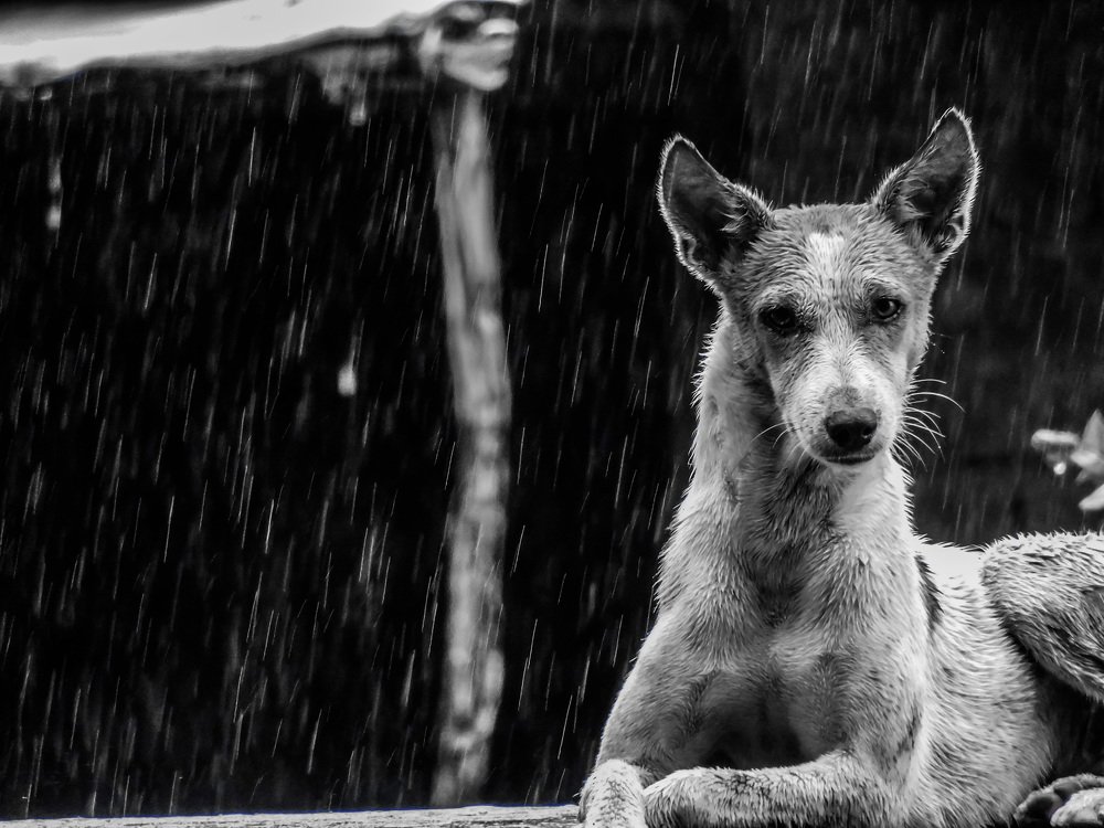 Photograph by LAKHAN YADAV