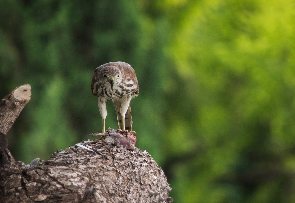 Photograph by Nyonika Rawal