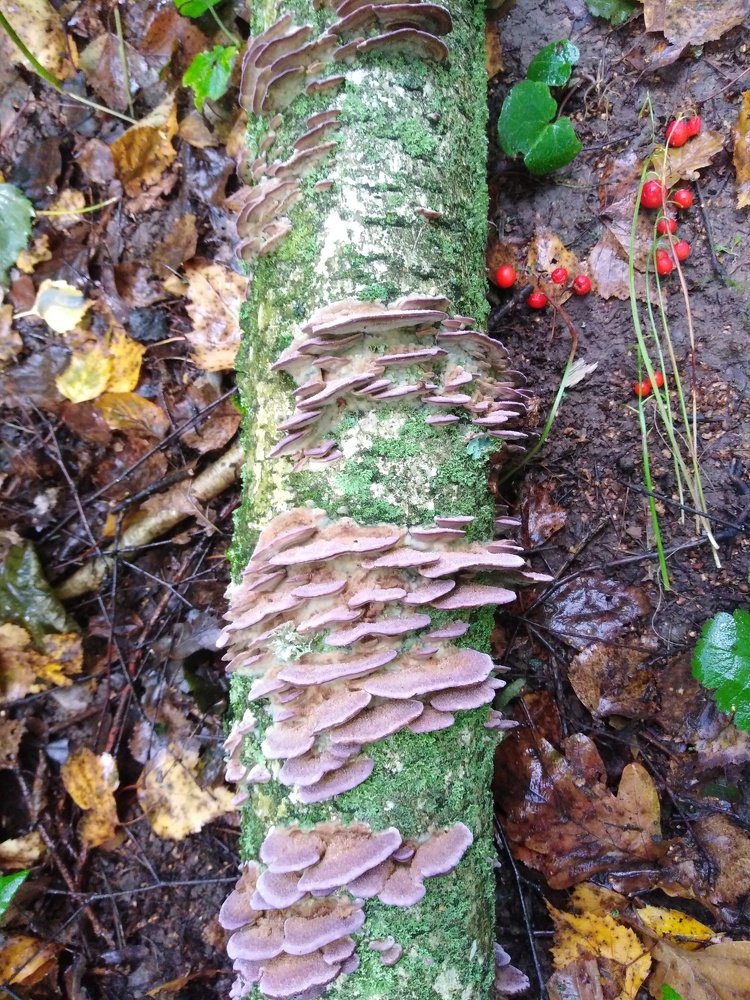 Photograph by Татьяна Ситникова