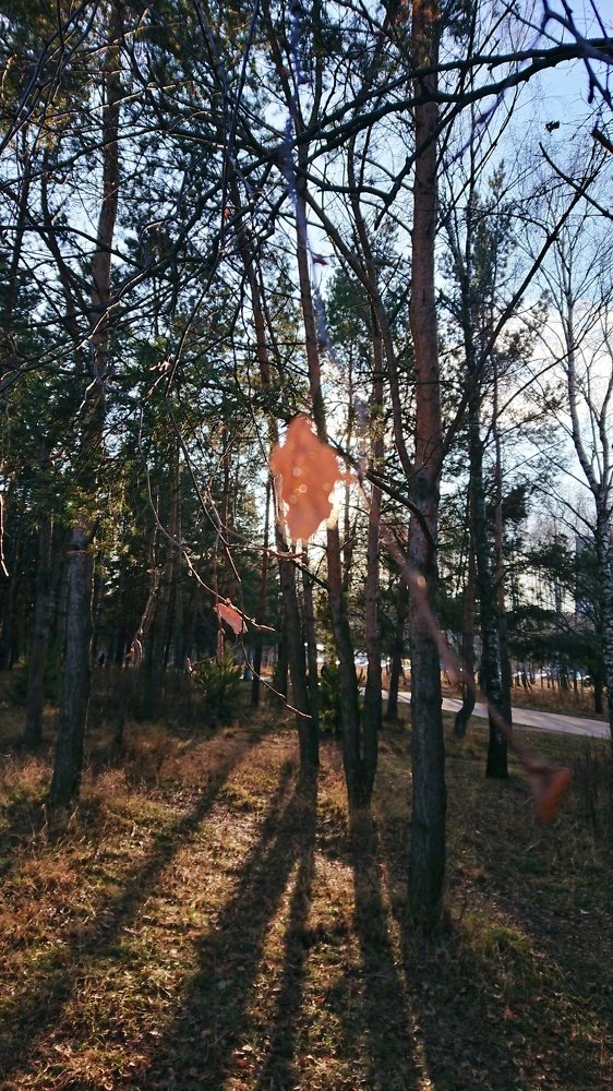 Солнце, спрятавшееся за листком