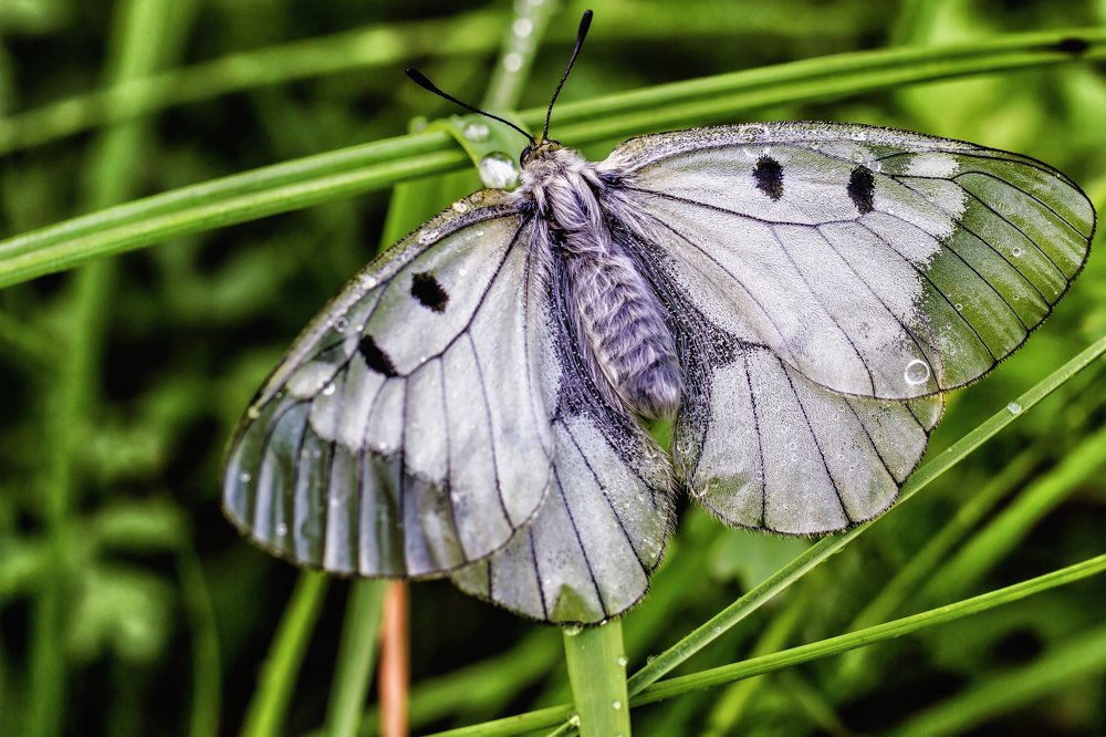 Продвигаясь по травинке..
