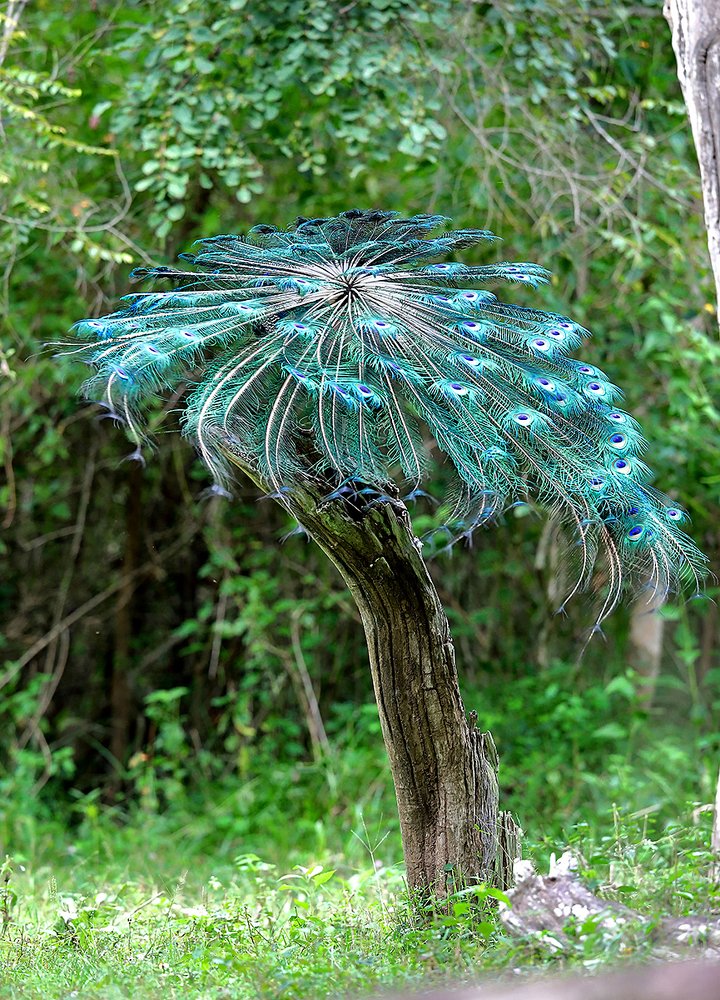 Photograph by Bhanu Kiran Botta