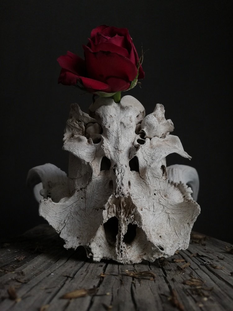 Photograph by Andrea Alcalá