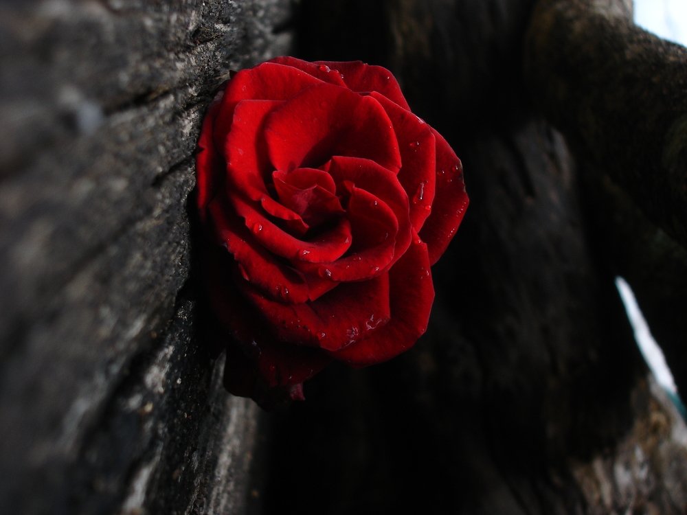 Photograph by Andrea Alcalá