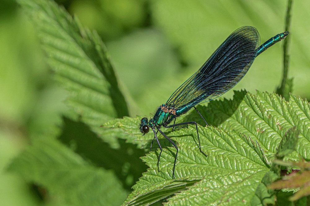 Photograph by Viktor Makarov