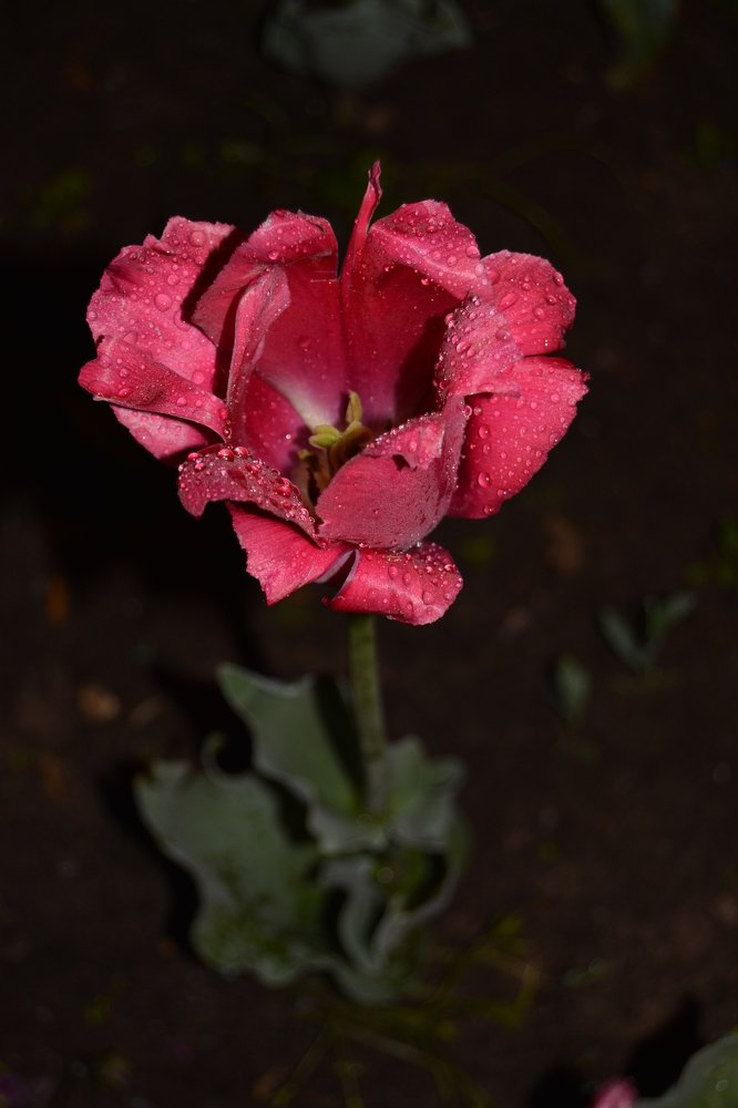 Прекрасный тюльпан