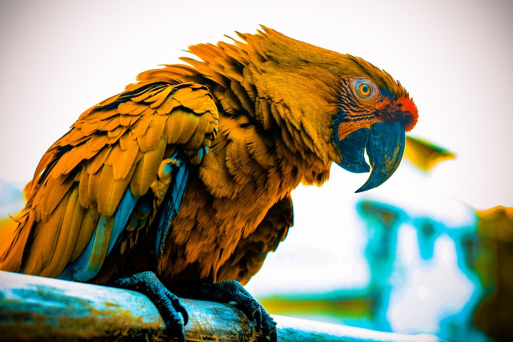 Photograph by Adrian Ramirez