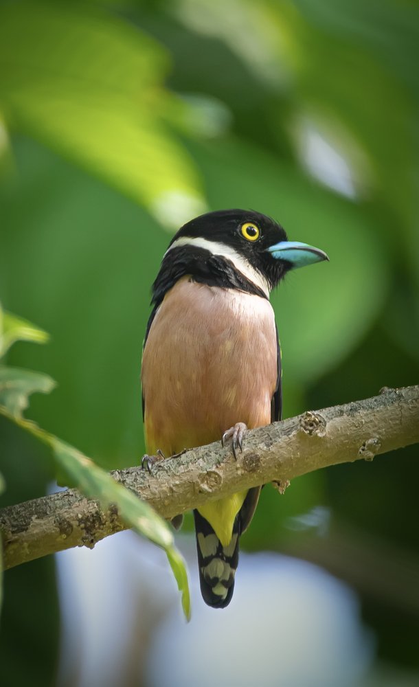 Фотография автора Anil Prabhakar