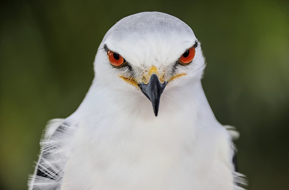 Фотография автора Anil Prabhakar