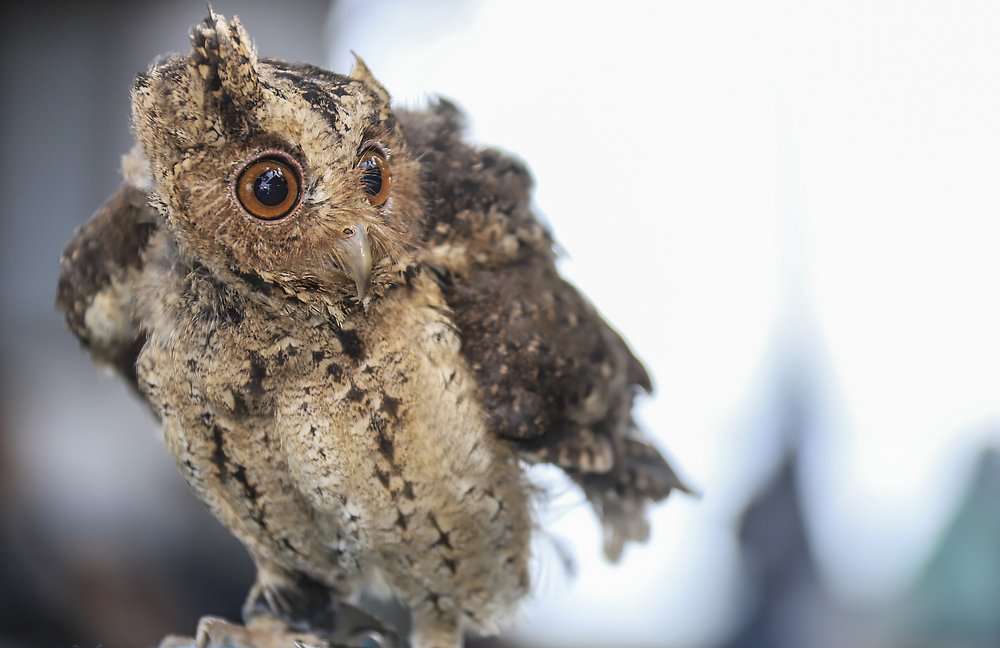 Photograph by Anil Prabhakar