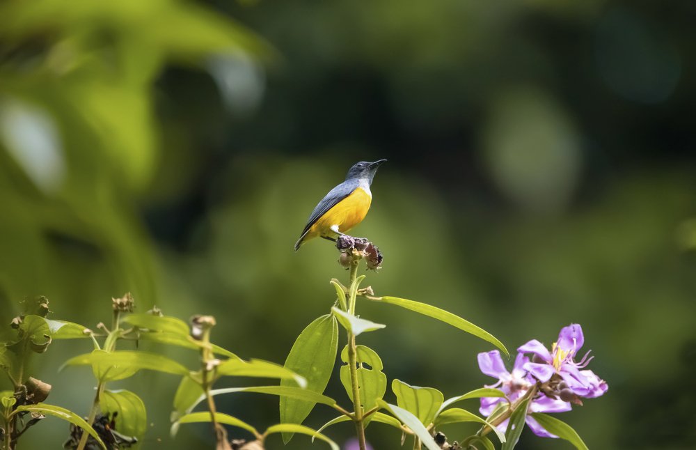 Фотография автора Anil Prabhakar