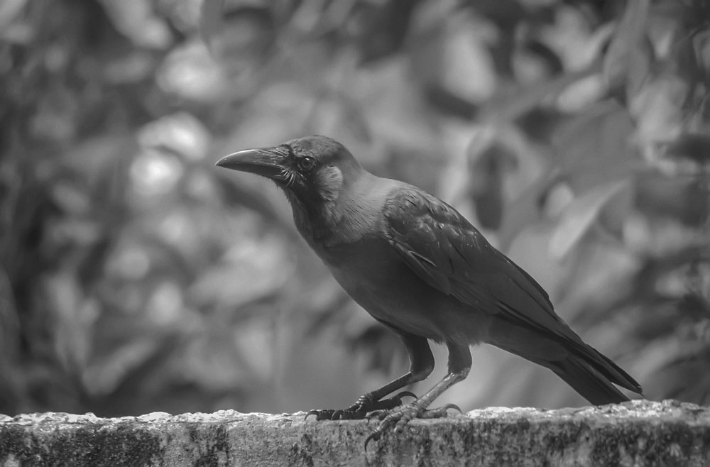 Фотография автора Anil Prabhakar