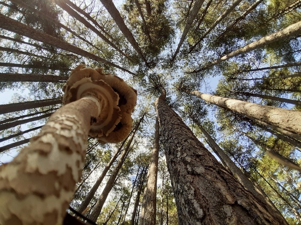 The ambitious mushroom