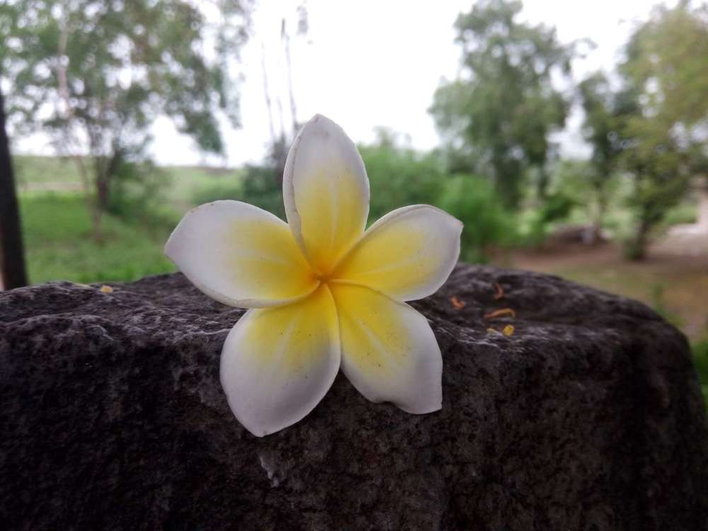 Photograph by samiksha wakale