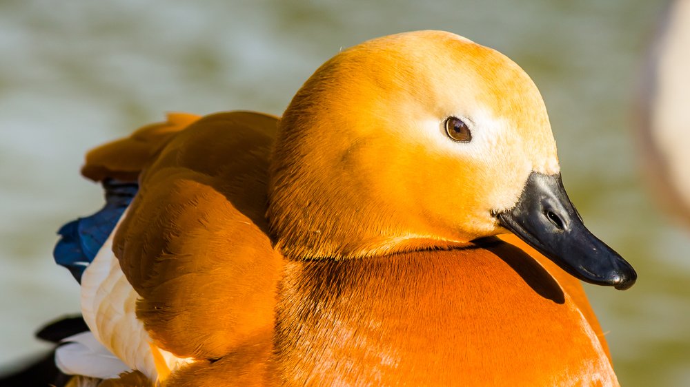 Photograph by Александр Антонов