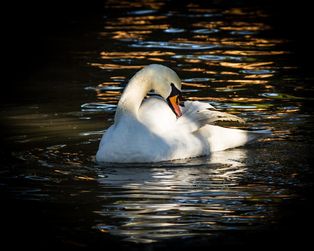 Photograph by Александр Антонов