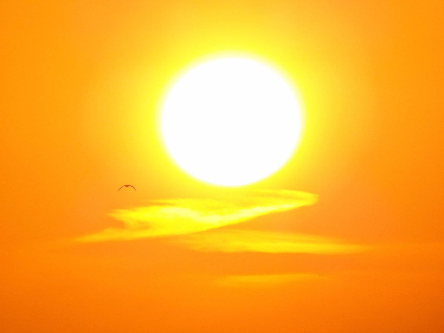 Sunset and bird
