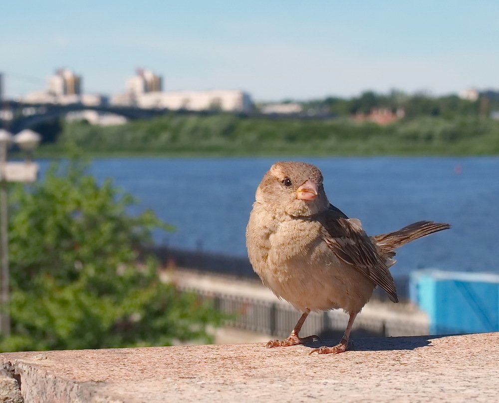 где ж ты мой милый?
