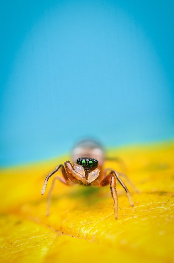 Фотография автора Сергей Чебанов