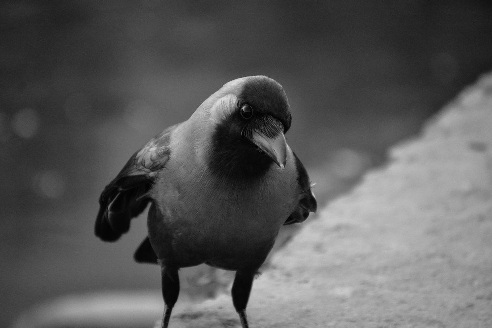 Photograph by Shishir Dahal