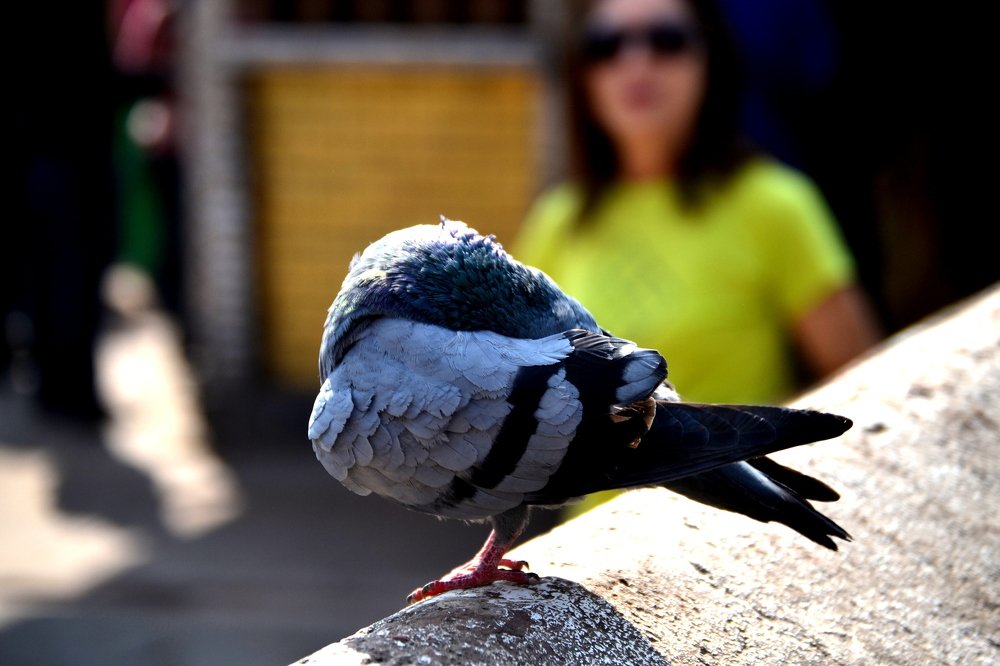 Photograph by Shishir Dahal