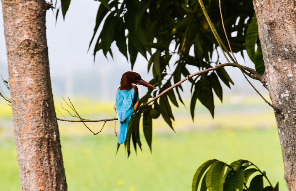 Photograph by Shishir Dahal