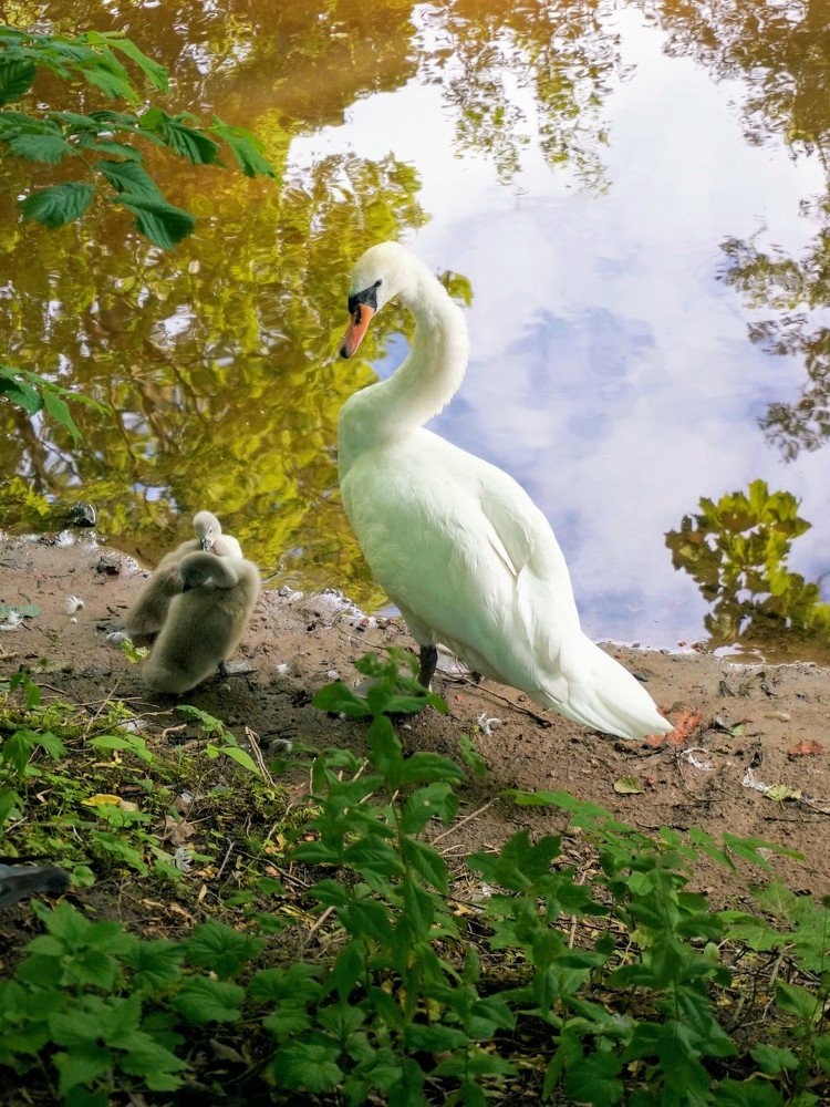 Лебединая семья